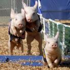 thumbs animaux droles 003 Animaux droles du Jour =) (83 photos)