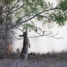 thumbs animaux droles 007 Animaux droles du Jour =) (83 photos)