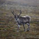 thumbs animaux droles 011 Animaux droles du Jour =) (83 photos)