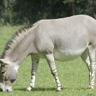 thumbs animaux droles 013 Animaux droles du Jour =) (83 photos)