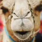 thumbs animaux droles 014 Animaux droles du Jour =) (83 photos)