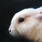 thumbs animaux droles 005 Animaux droles du Jour =) (83 photos)