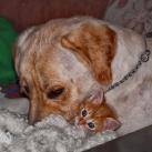 thumbs animaux droles 006 Animaux droles du Jour =) (83 photos)