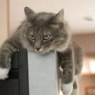 thumbs animaux droles 040 Animaux droles du Jour =) (83 photos)