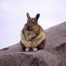 thumbs animaux droles 041 Animaux droles du Jour =) (83 photos)