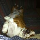 thumbs animaux droles 042 Animaux droles du Jour =) (83 photos)