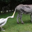 thumbs animaux droles 1001 Animaux droles du Jour =) (83 photos)