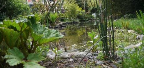 autoconstruction piscine naturelle