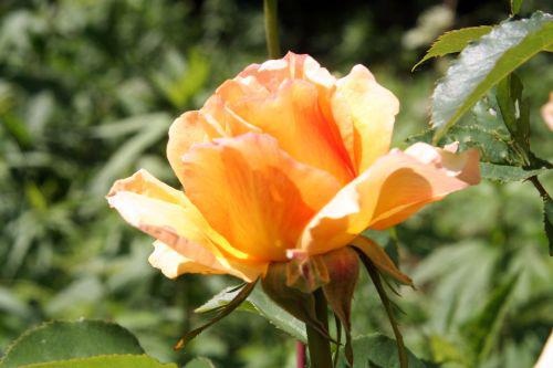 sophia romi 8 août 003.jpg