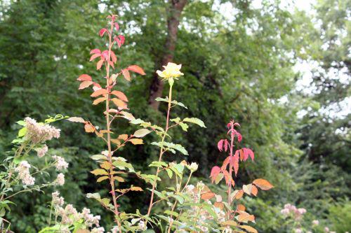 sophia romi 29 août 2010 026.jpg