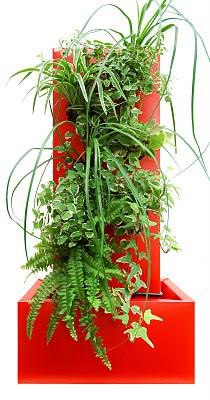 Canopus fait sa rentrée.