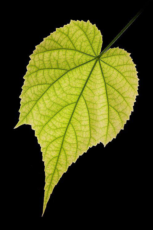 Je suis allé en pèlerinage (Chanson populaire Tibétaine)