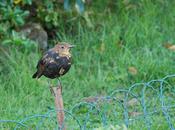 oiseaux jardin merle moucheté tète brune*