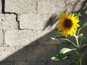 chant cygne vieux pommier