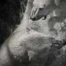 thumbs photos in motion 025 Des Photos in Motion (33 photos)