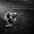 thumbs photos in motion 010 Des Photos in Motion (33 photos)