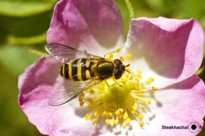Technique : la macro abordable