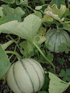 Le-melon-charentais-1.jpg