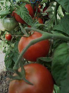 Les-tomates.jpg