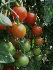 Les-tomates-cerises.jpg