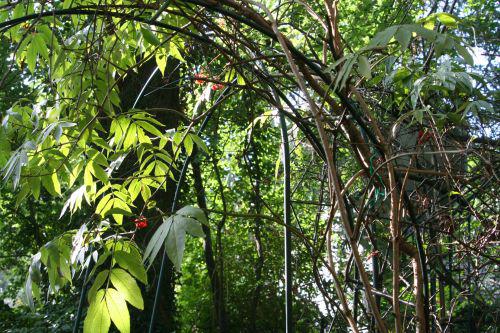 tigranii veneux 4 sept 2010 001.jpg