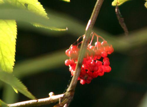tigranii veneux 4 sept 2010 002.jpg