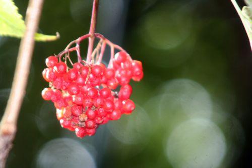 tigranii veneux 4 sept 2010 003.jpg