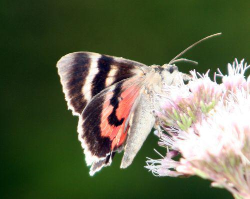 catocala romi 4 sept 2010 027.jpg