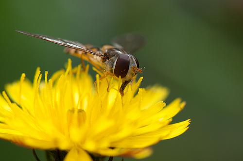 Mes photo – Macro – Syrph