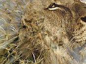 Fruits légumes animaliers images