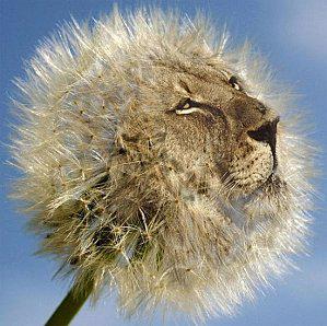lionflower