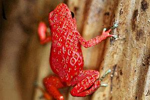strawberryfrog