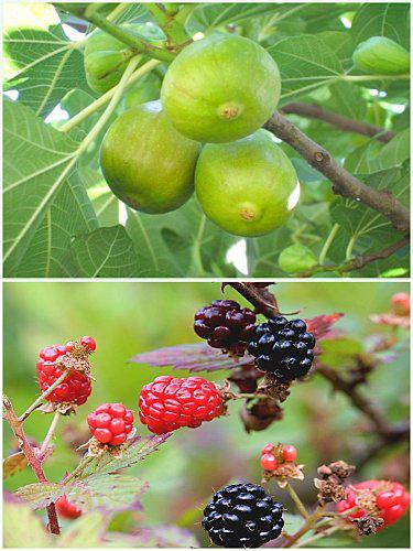 Tartinade de Figues Blanches & Mûres Sauvages à la Citronnelle