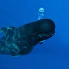 thumbs baleine sourire 000 La Baleine qui sourit (9 photos)