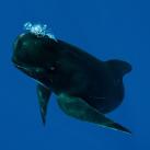 thumbs baleine sourire 001 La Baleine qui sourit (9 photos)