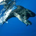 thumbs baleine sourire 005 La Baleine qui sourit (9 photos)