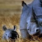 thumbs animaux droles 0010 Animaux drÃ´les Du Jour (76 photos)