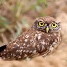 thumbs animaux droles 0012 Animaux drÃ´les Du Jour (76 photos)