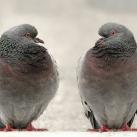 thumbs animaux droles 0013 Animaux drÃ´les Du Jour (76 photos)