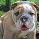 thumbs animaux droles 0024 Animaux drÃ´les Du Jour (76 photos)