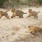 thumbs animaux droles 0029 Animaux drÃ´les Du Jour (76 photos)