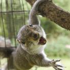 thumbs animaux droles 0035 Animaux drÃ´les Du Jour (76 photos)