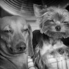 thumbs animaux droles 0001 Animaux drÃ´les Du Jour (76 photos)