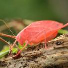thumbs animaux droles 3003 Animaux drÃ´les Du Jour (76 photos)