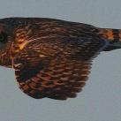 thumbs animaux droles 3004 Animaux drÃ´les Du Jour (76 photos)