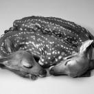 thumbs animaux droles 3006 Animaux drÃ´les Du Jour (76 photos)