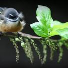 thumbs animaux droles 3008 Animaux drÃ´les Du Jour (76 photos)