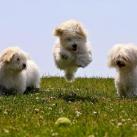 thumbs animaux droles 3009 Animaux drÃ´les Du Jour (76 photos)