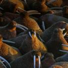 thumbs animaux droles 3012 Animaux drÃ´les Du Jour (76 photos)