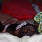 thumbs animaux droles 0000 Animaux drÃ´les Du Jour (76 photos)